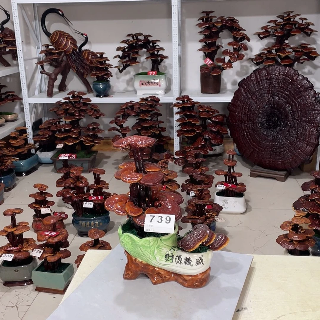 无花朵8888888888888