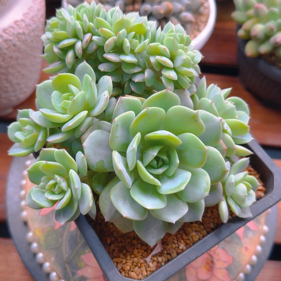 12345689900088899988