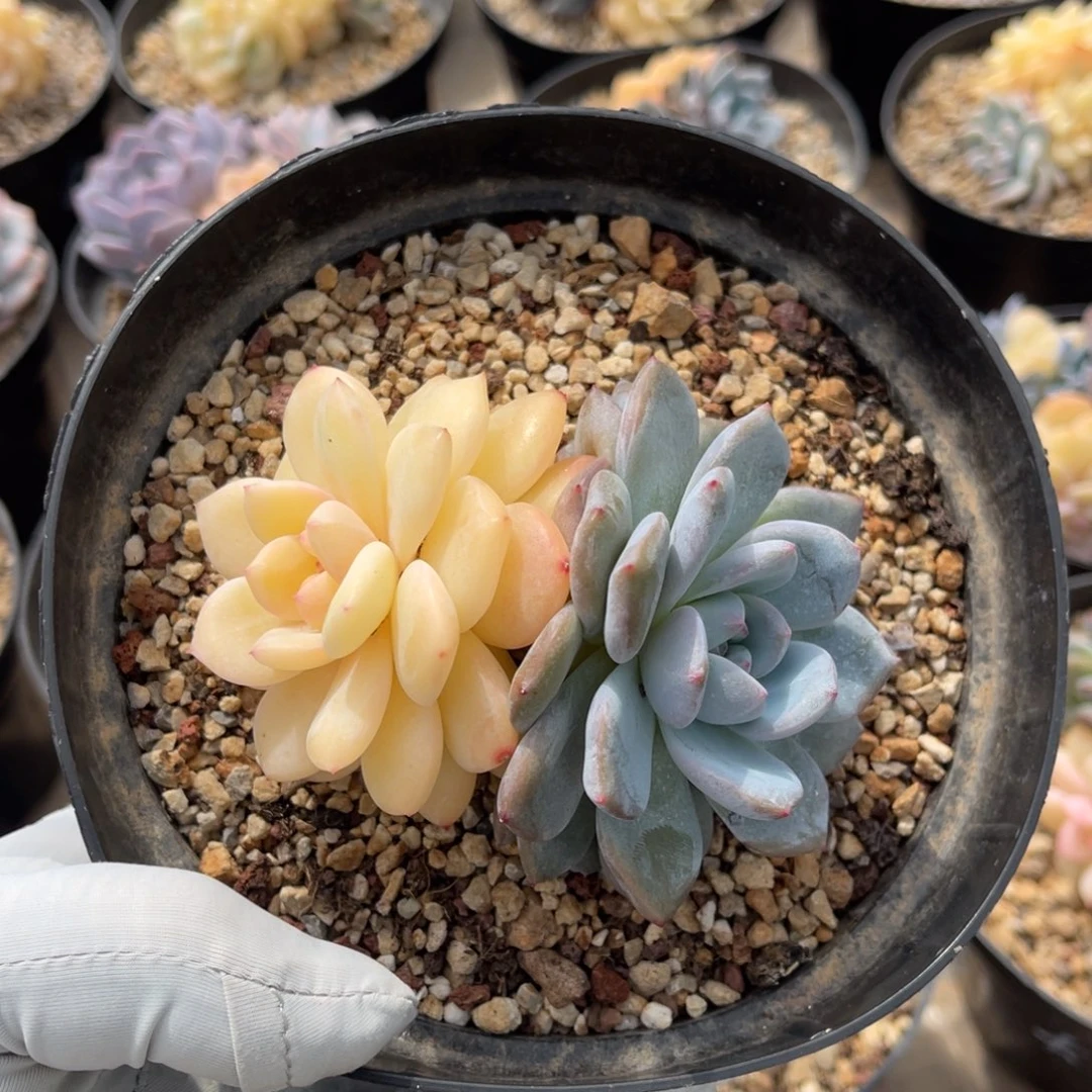 一物一拍不支持退换