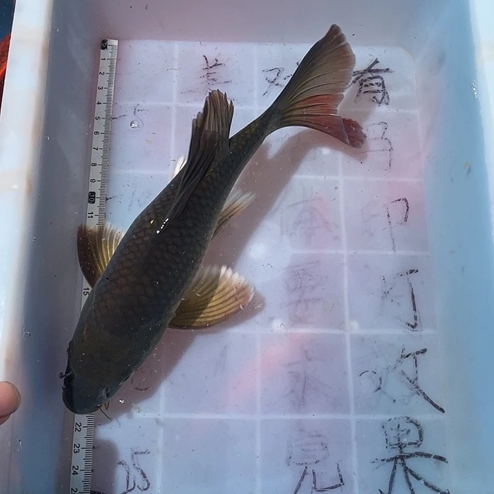 蝴蝶鲤鱼渔场直发58