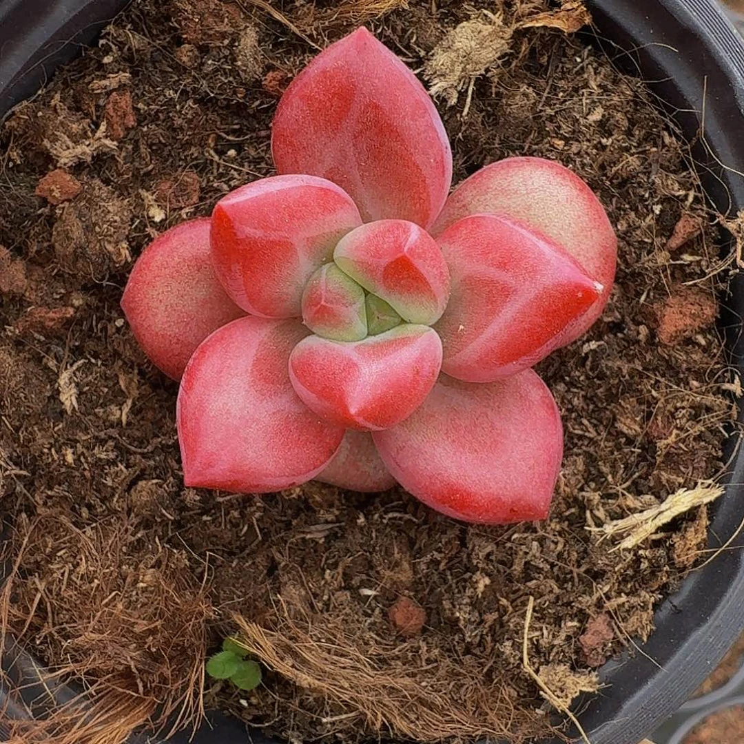 赫菲斯托 单头 一物一拍