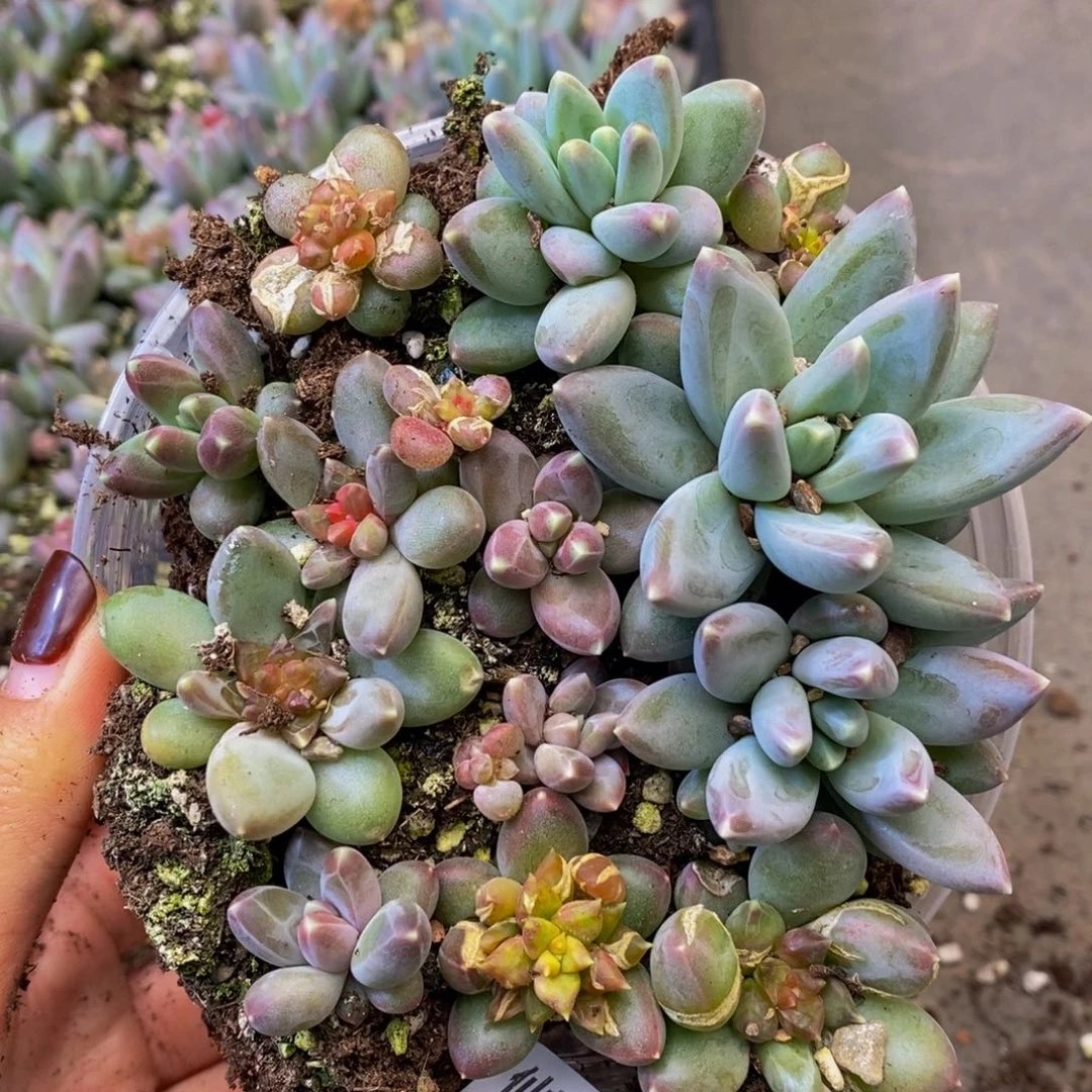 208多人受伤是真的不