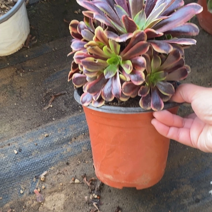 671欧嘉莉多肉法师