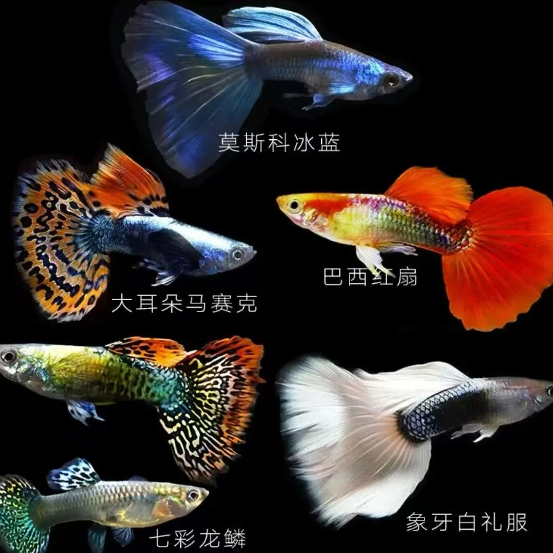 【深色全家福】3cm纯种孔雀鱼10条5品种热带易繁殖观赏鱼大尾巴小鱼