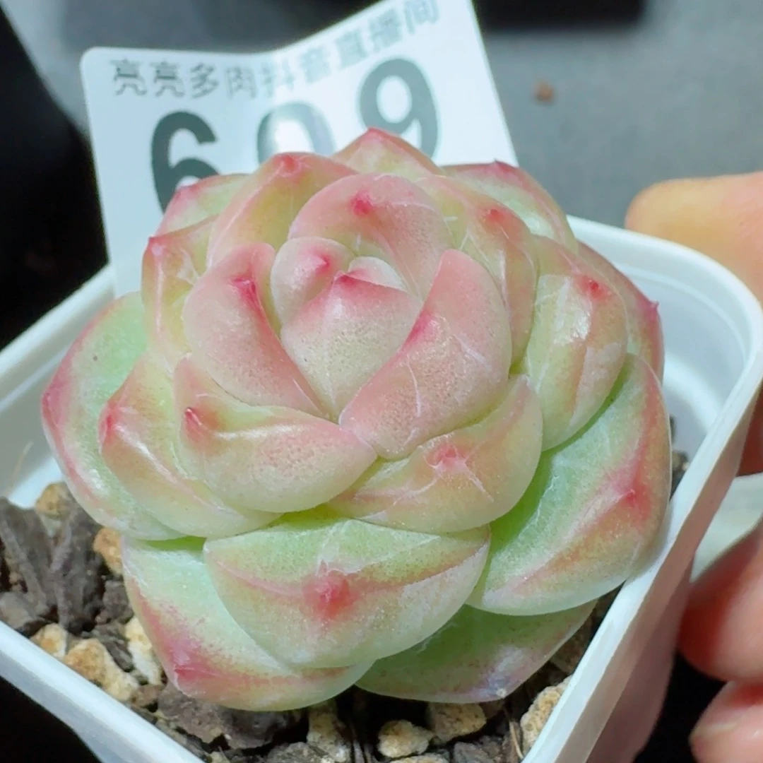 孤品胖子         精品多肉