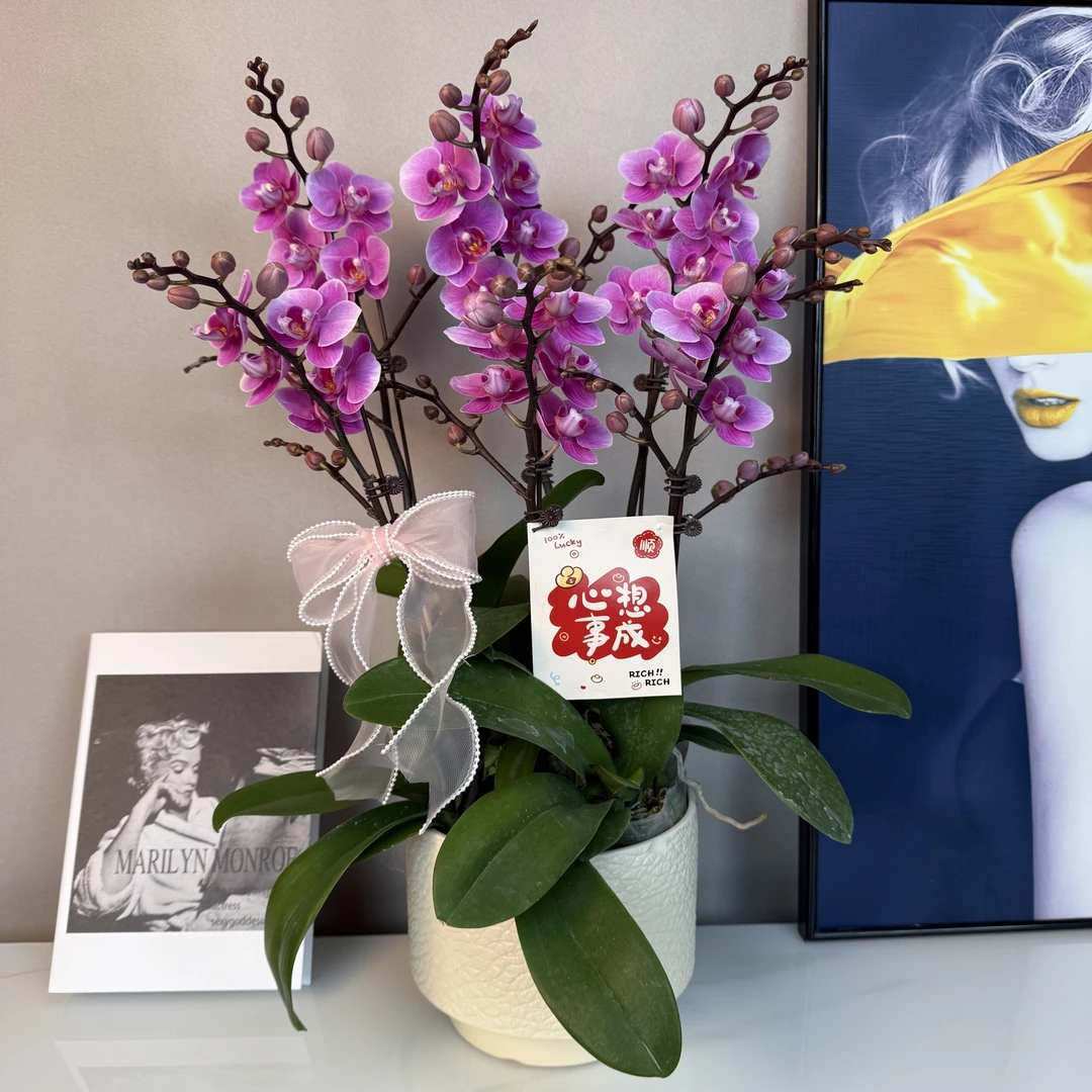 蝴蝶兰【骄阳公主】臻品紫红色系送人送礼首选花卉家居摆放基地直发