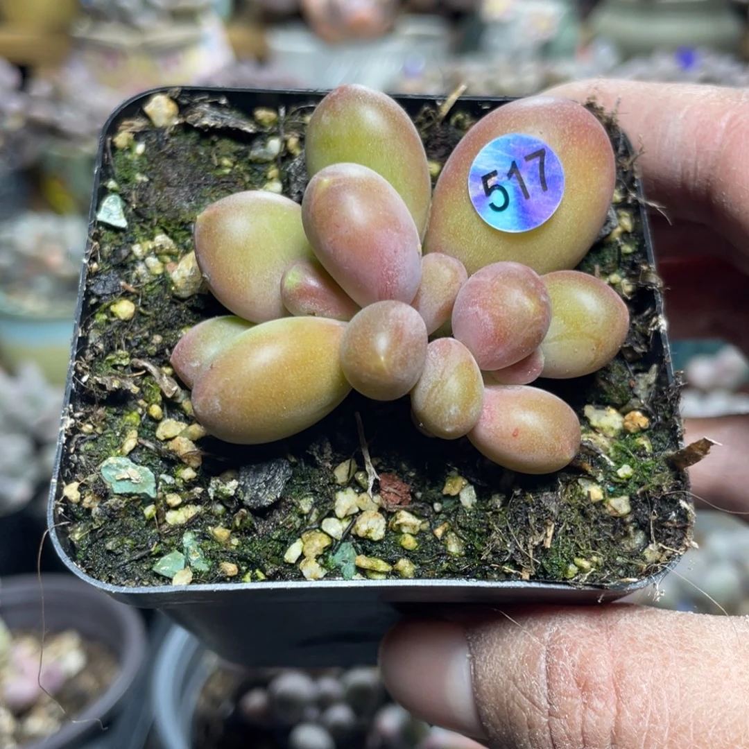 潘多拉多肉植物双头