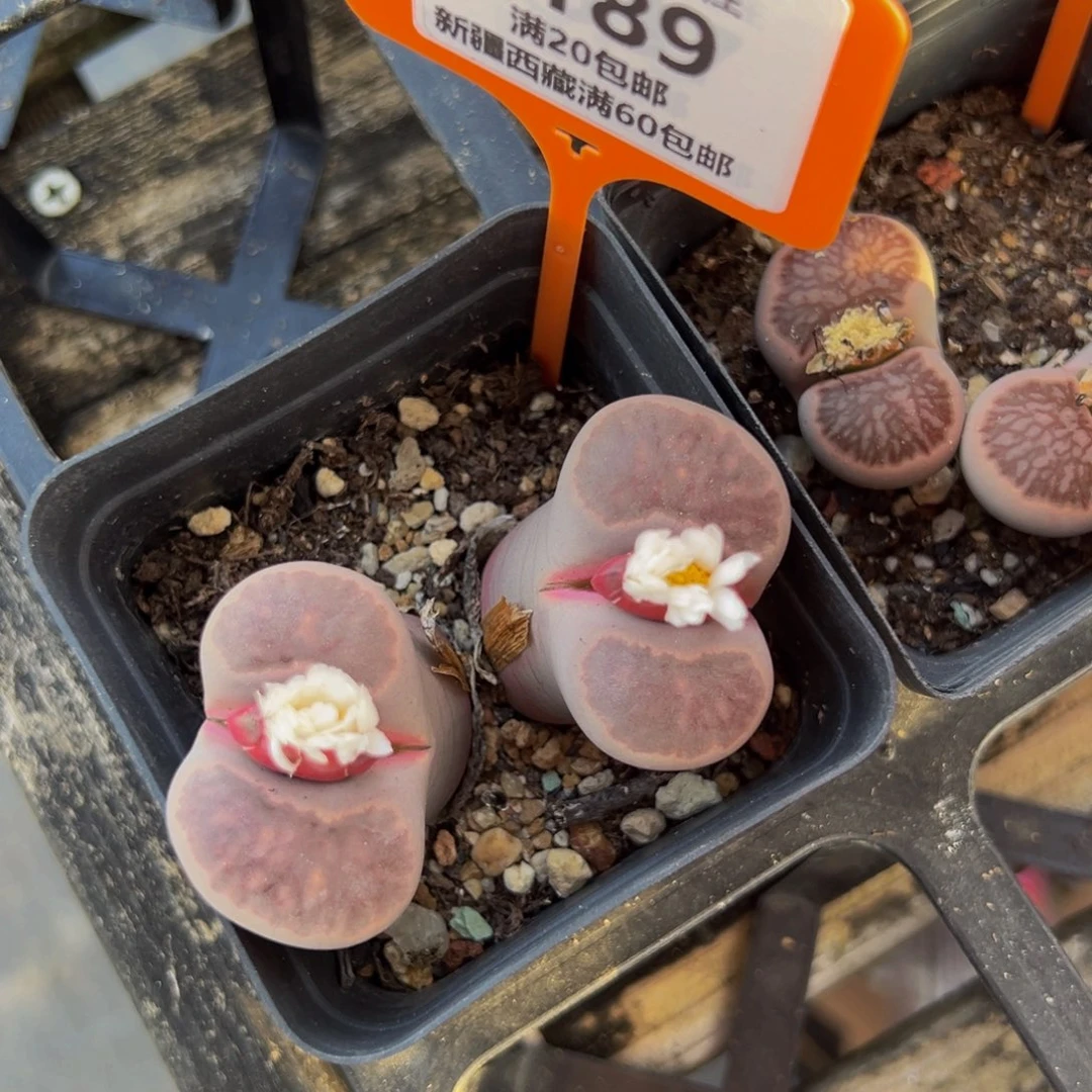 189 一物一拍，默认有伤，介意勿拍，不退不换