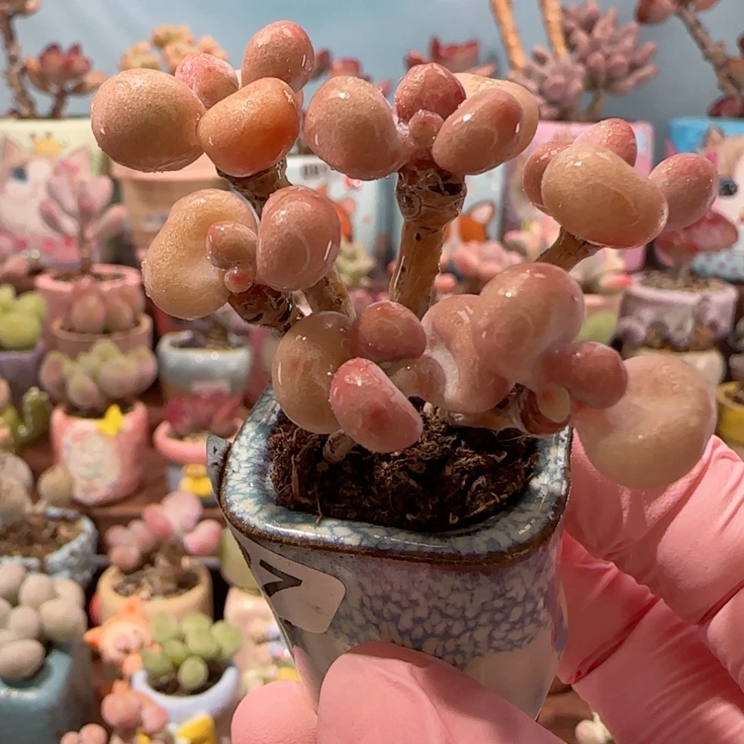 造型桃蛋 盆口2.5cm