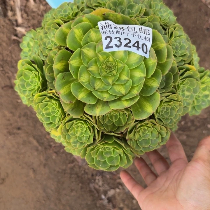 23240琉璃多肉植物