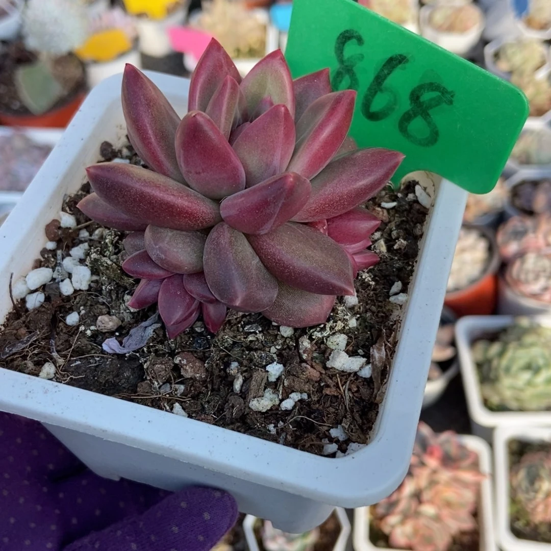 868迷雾泡泡多肉植物