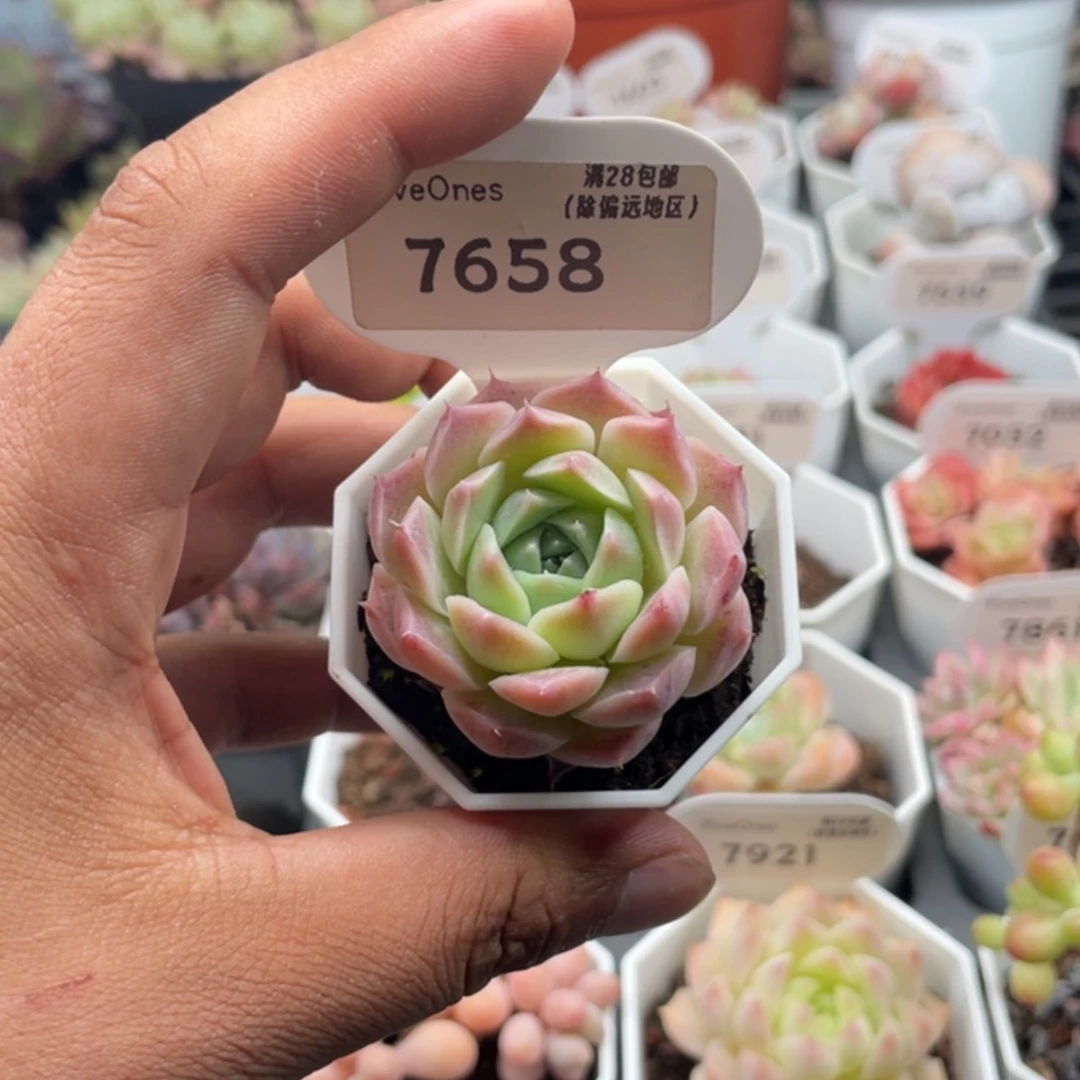 7658海琳娜4.0厘米