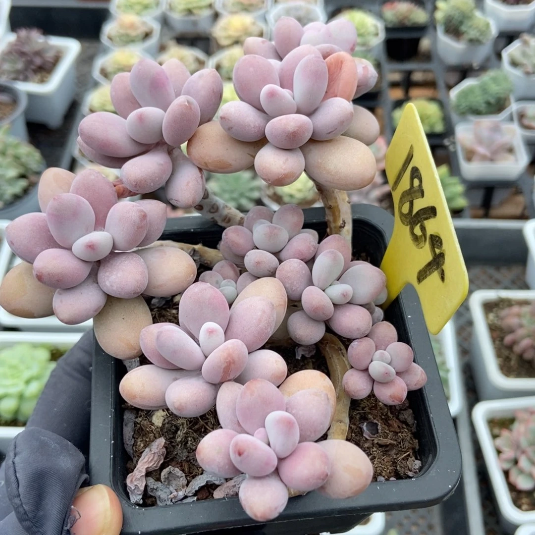 1864桃蛋多肉植物