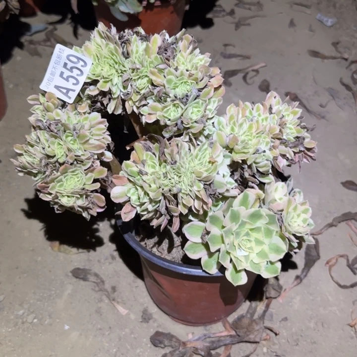 女巫缀……不包断枝……多肉植物的