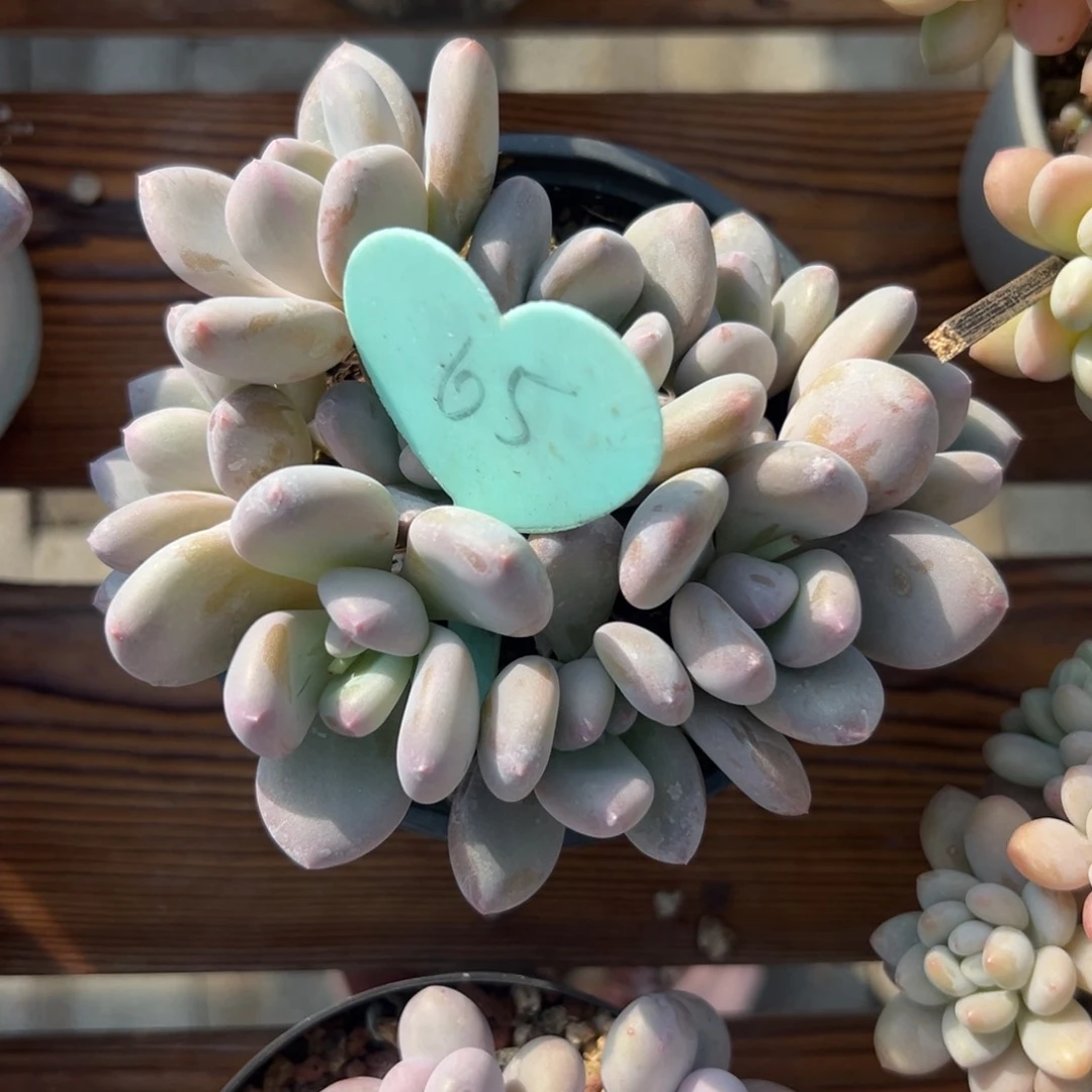 梅**?多肉植物一物一拍