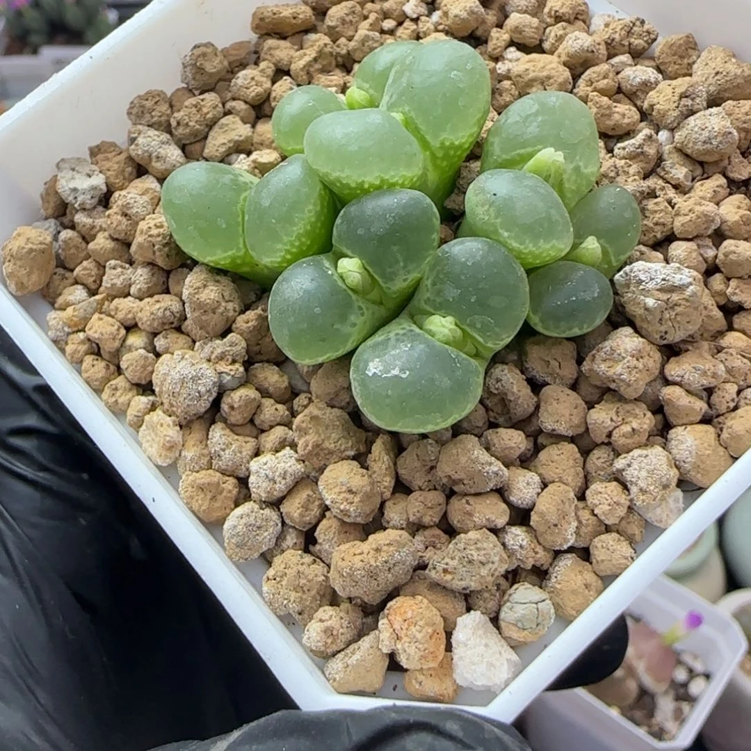 5666--一物一拍带盆