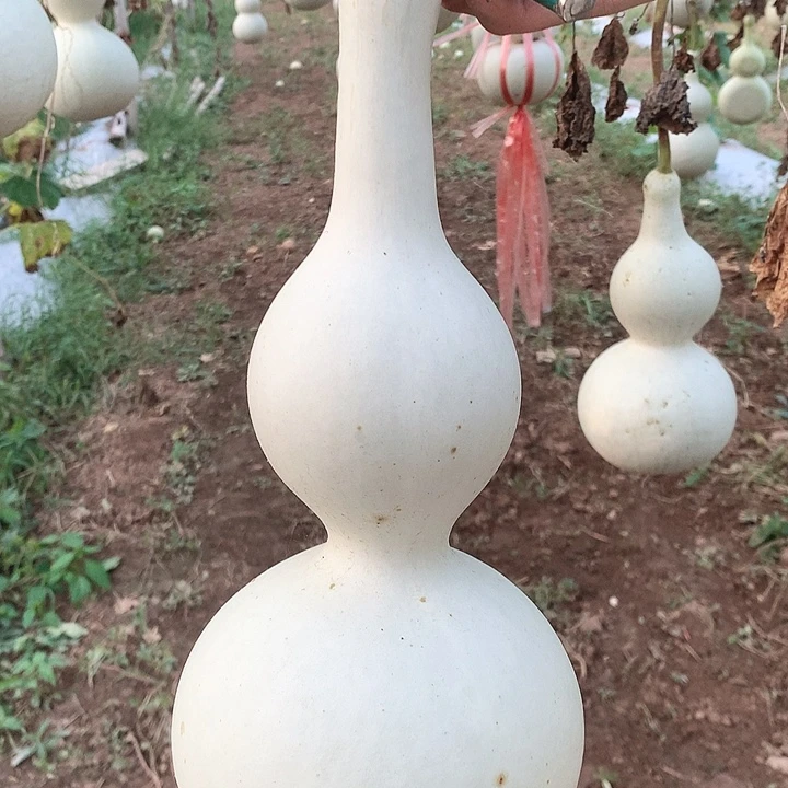 中号葫芦福利秒杀