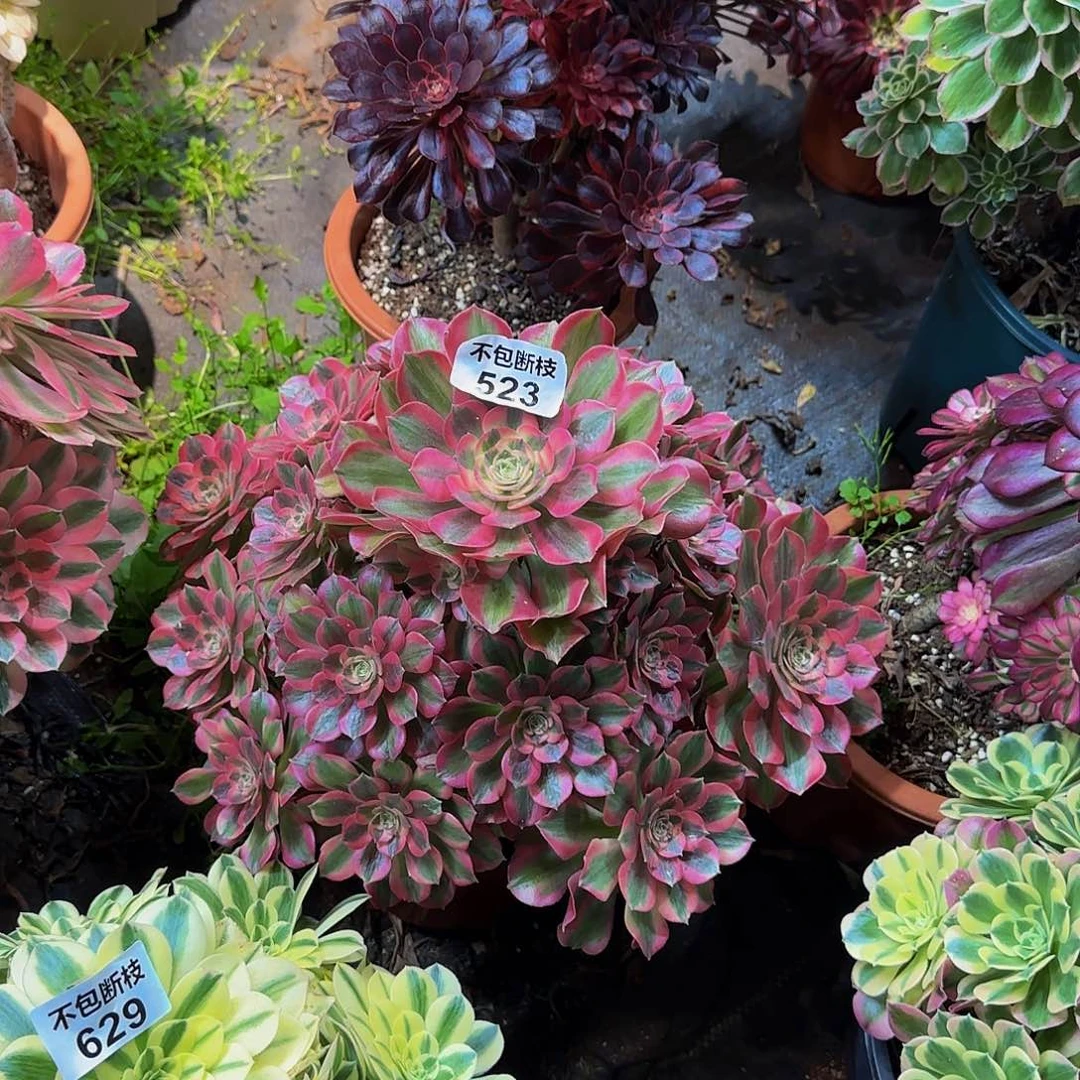 甜**子523多肉法师锦1111