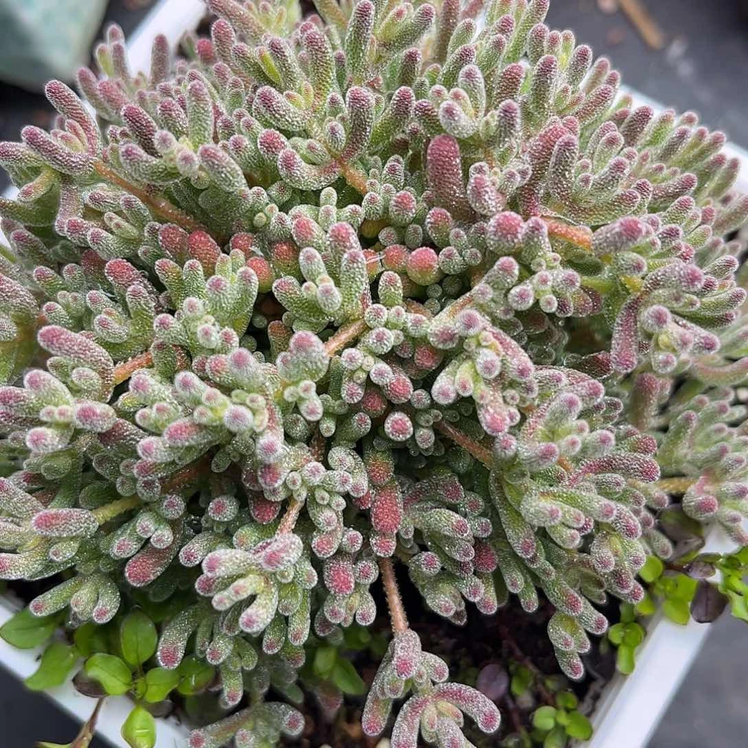 ****冰晶优秀枝干番杏