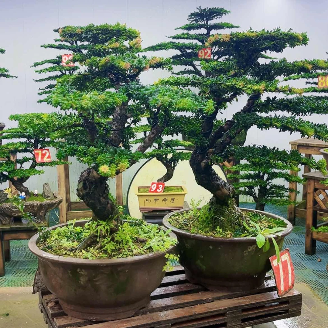 【闪购商品】无花朵