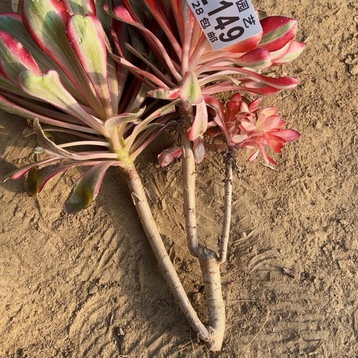 无毒多肉植物法师2149无根