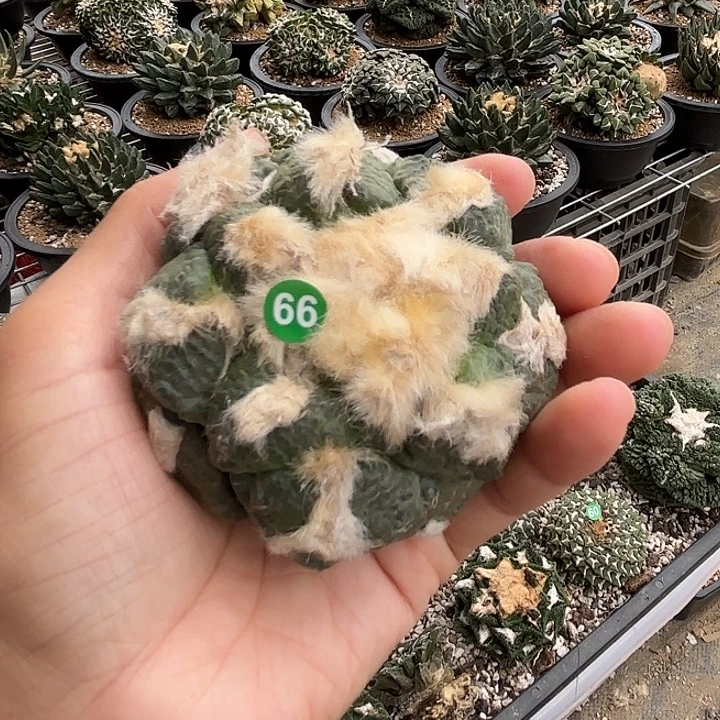 风***甩袖蒲苗接落地仙人球66