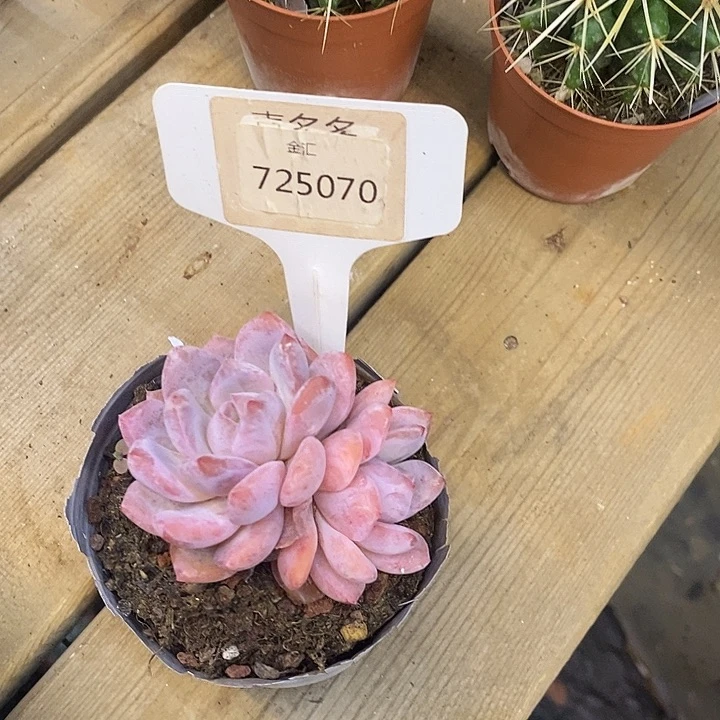 ?雪天使725070福利多多