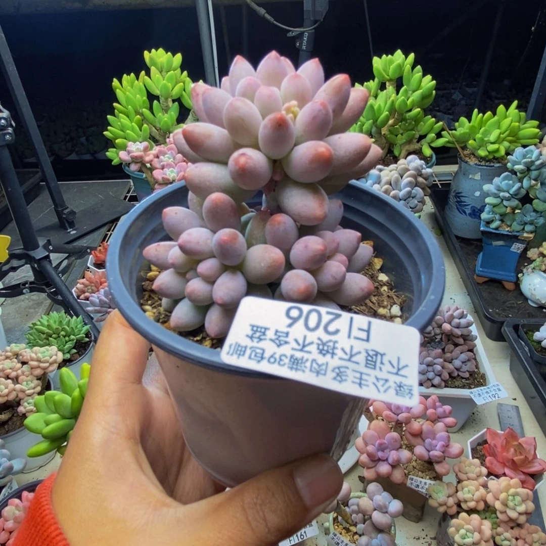 206香水手指奶多肉7c m