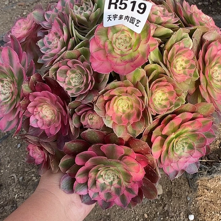 多肉植物火龙果519多肉