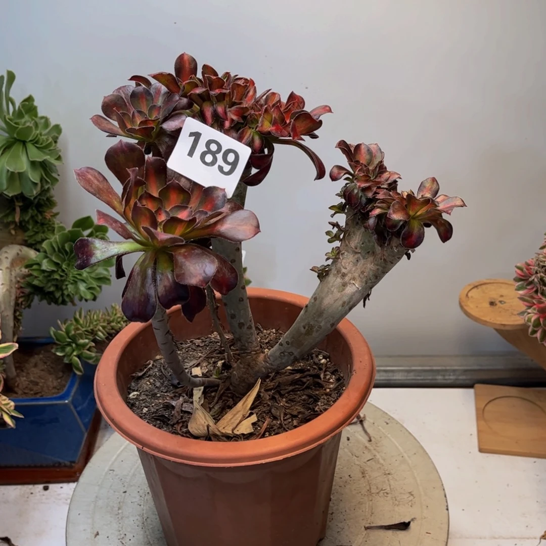 多肉植物晚霞缀189