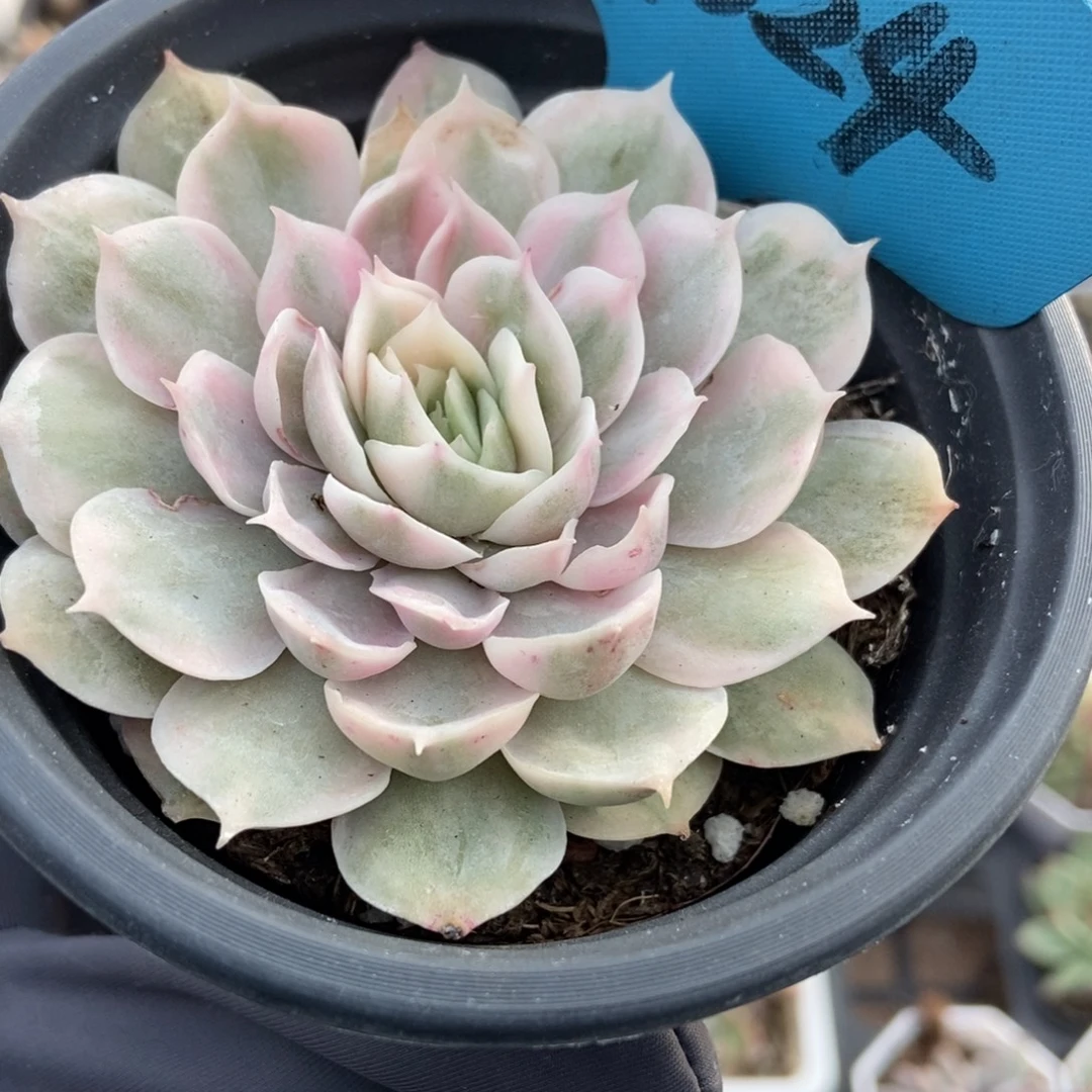 024盎司诺锦多肉植物多肉