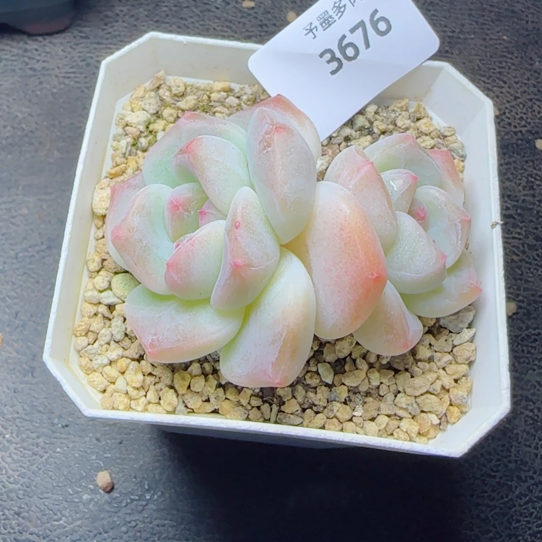 下播福利，3676多肉植物