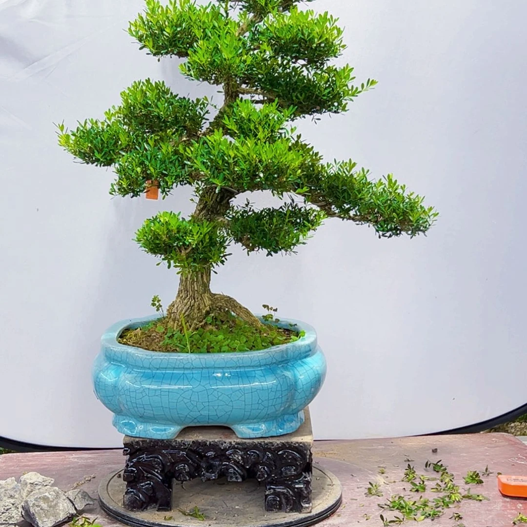 无花朵高端黄杨盆景艺术