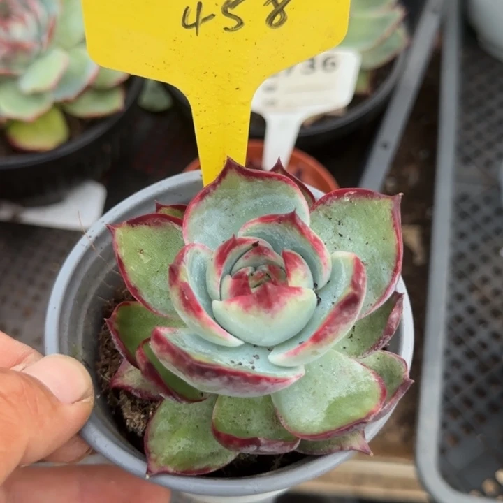 圆脸惊鸿一物一拍包装收缩花旱458