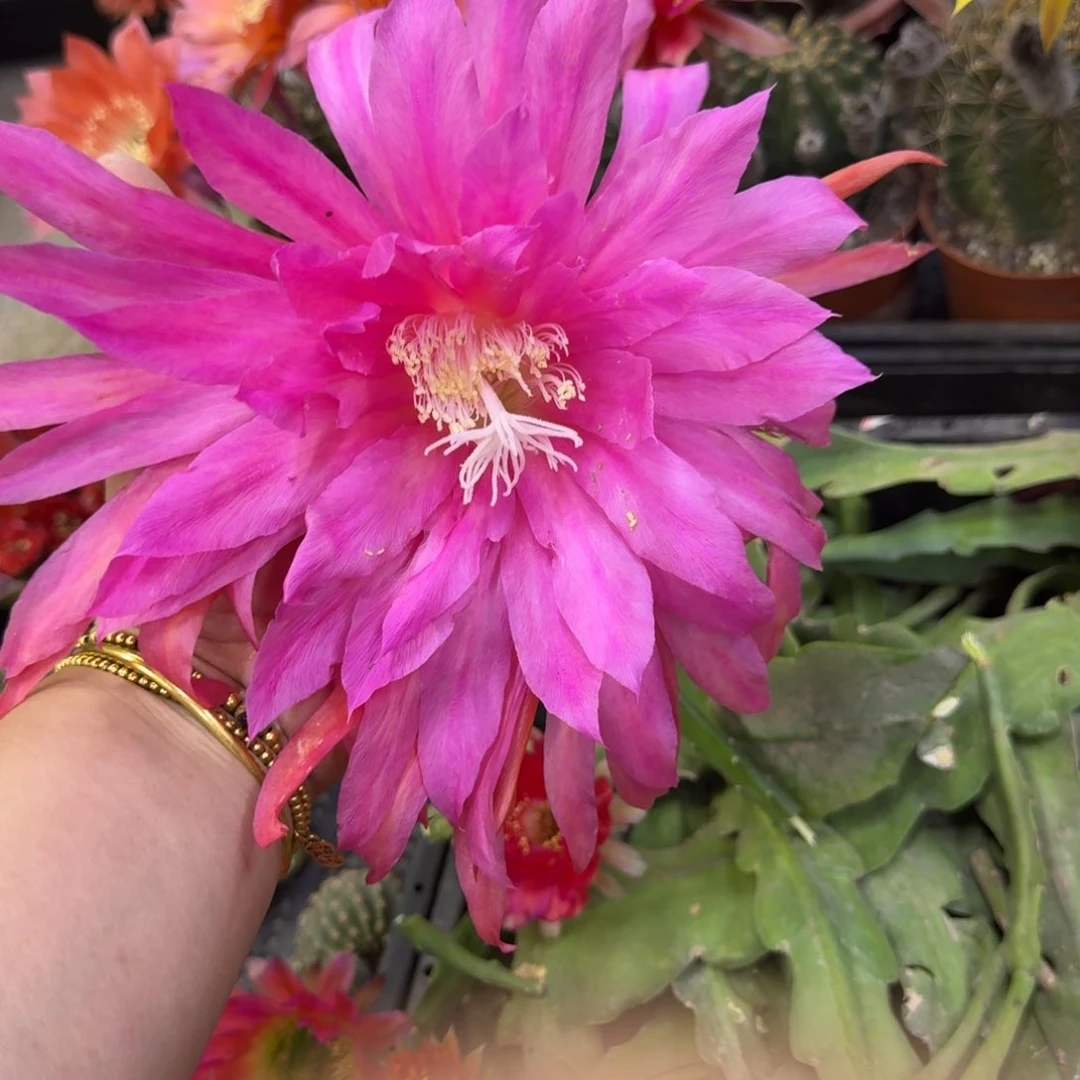 200令箭粉红星球无根枝条10公分左右断枝条无售后