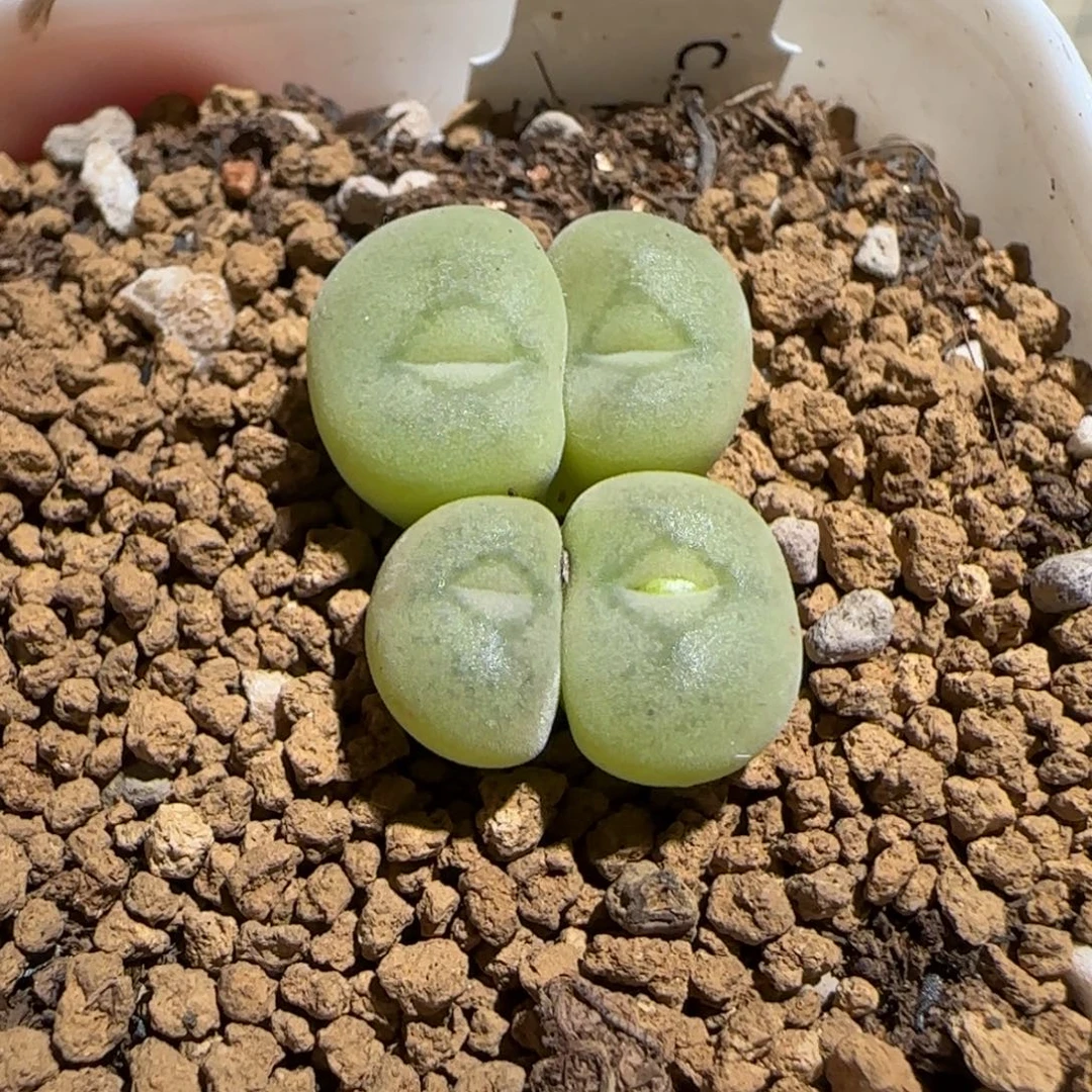 肉锥多肉植物组合-孔卡佛434