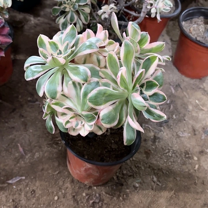 郭**哥多肉植物艳姿锦50