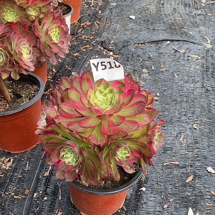 泓****琪海王518。