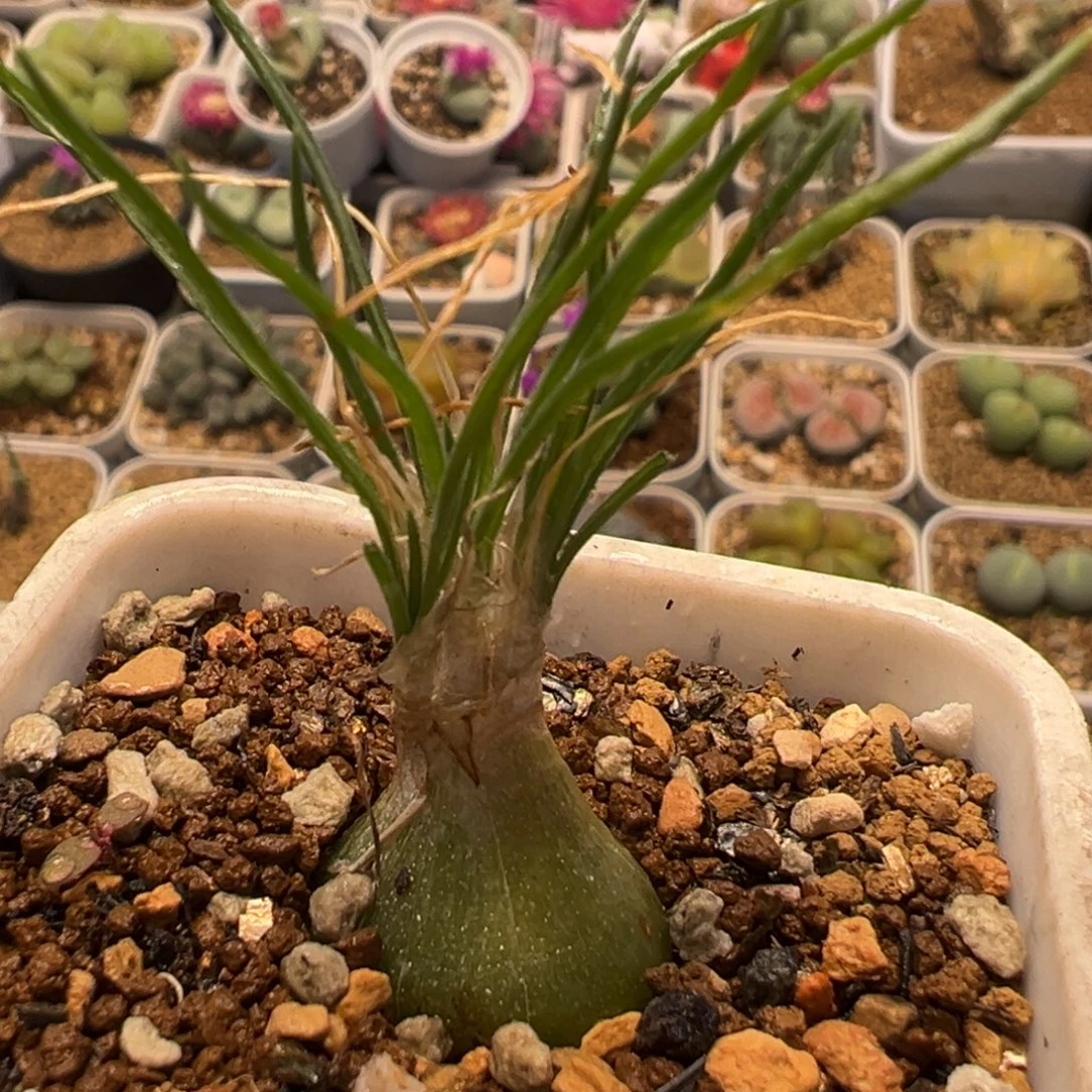 335多肉植物百科植物