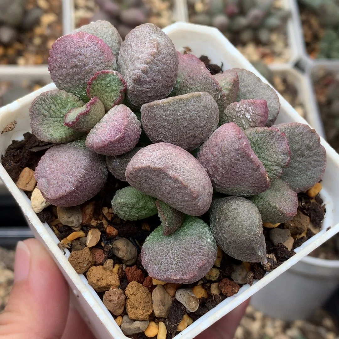 映山红 爆盆包邮7方盆