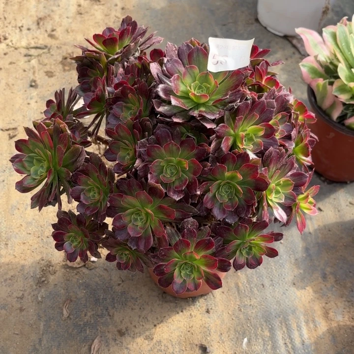 安娜锦多肉法师5356