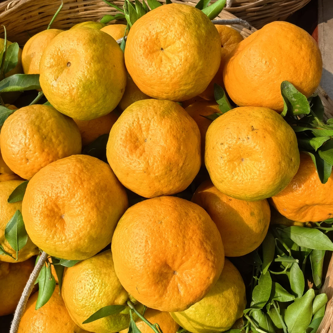 四川乐山老树椪柑芦柑脆甜多汁