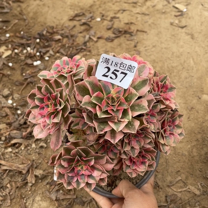 257粉女巫手捧1号棚