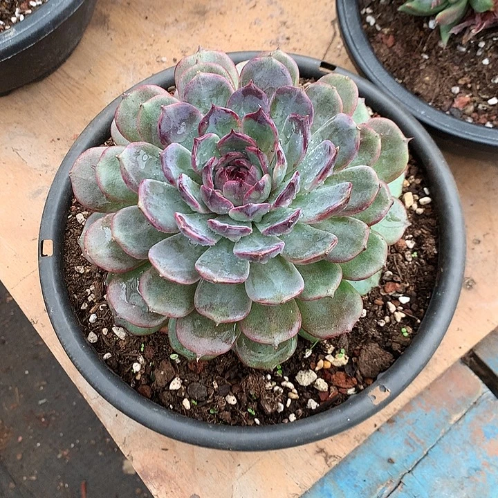 美肉特价活动开始啦