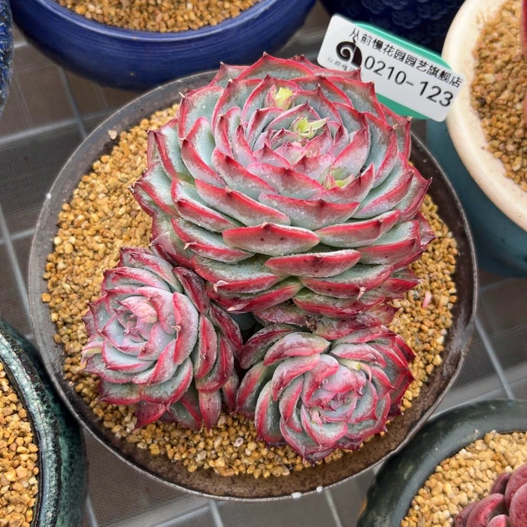 多肉一物一拍0210-123