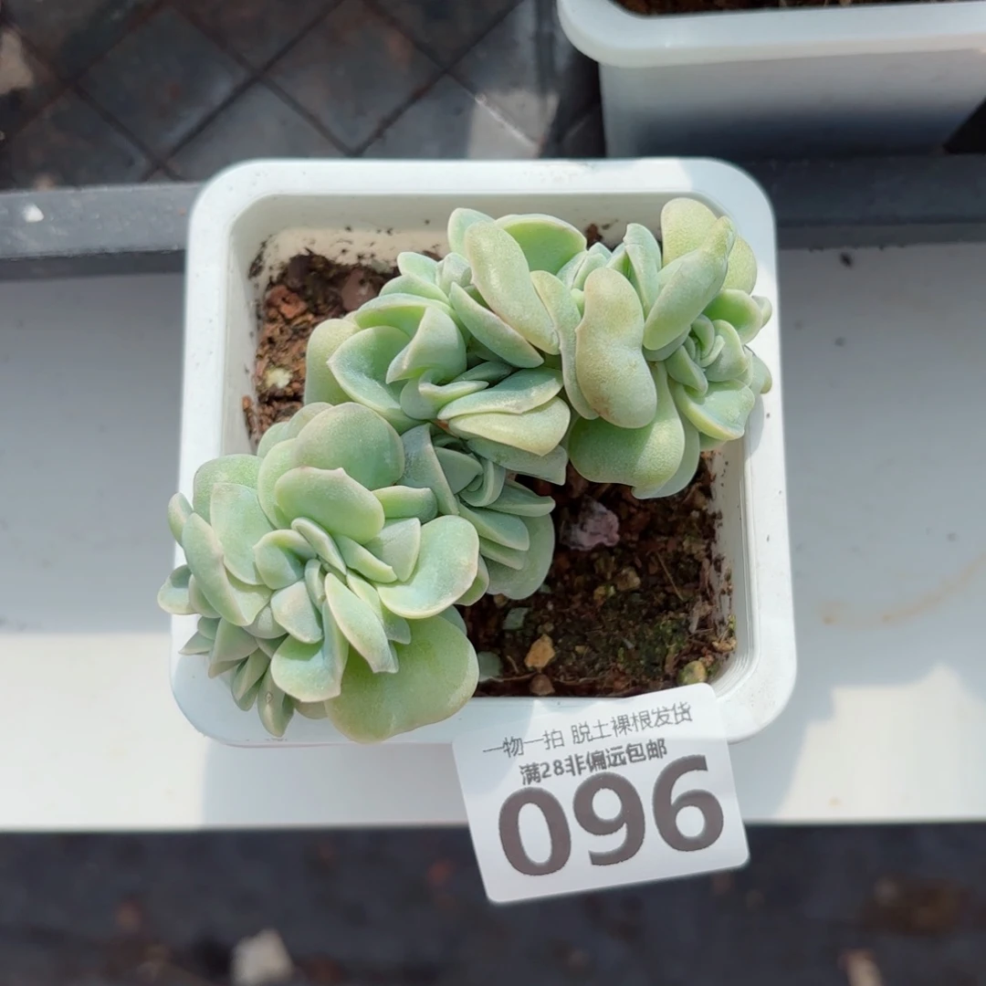 可爱玫瑰缀化无盆土发货