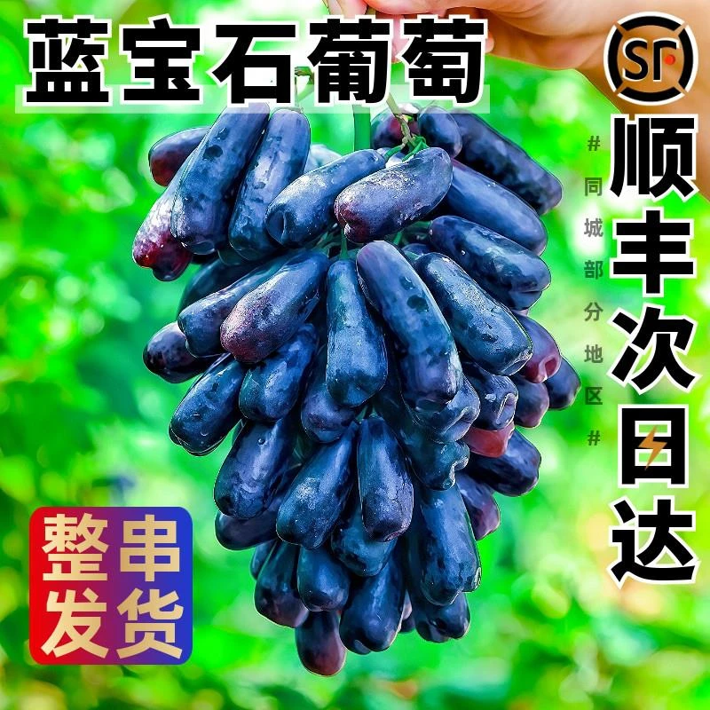 蓝宝石葡萄新鲜5斤水果礼盒应当季整箱批发美人指金手指无籽黑提