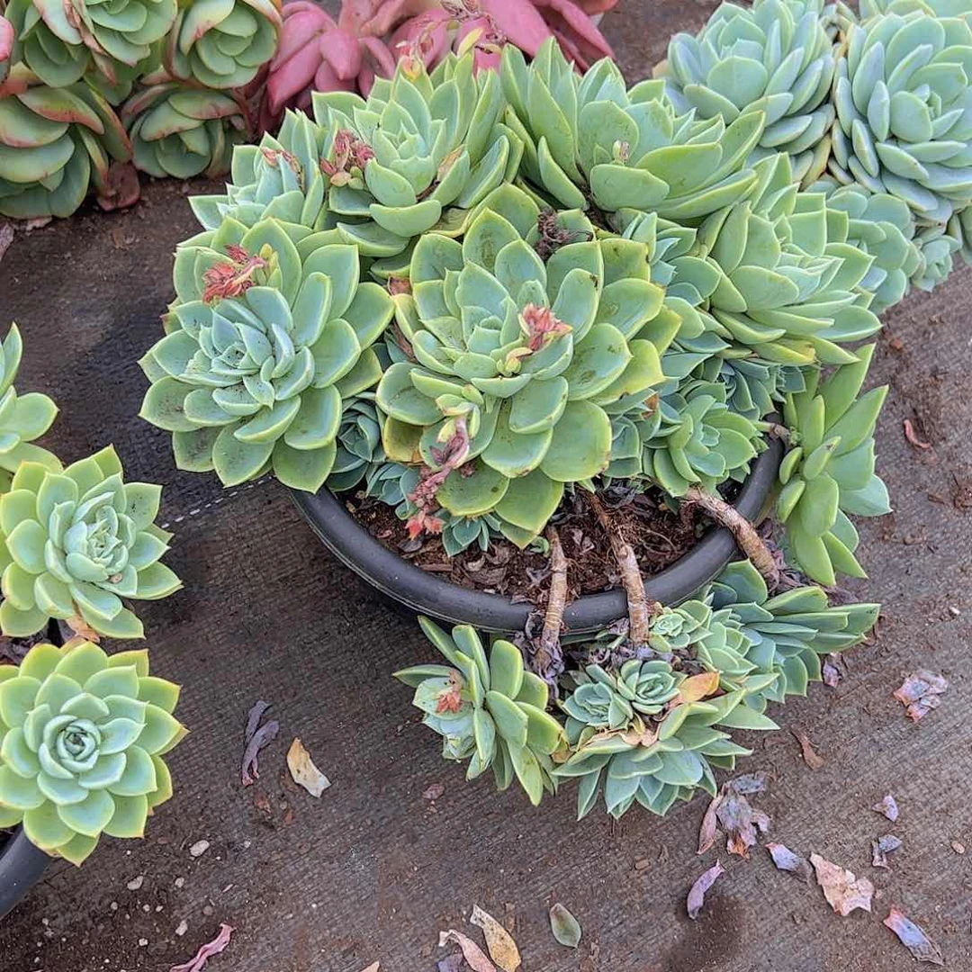 三色堇多头大盆群生老桩手捧