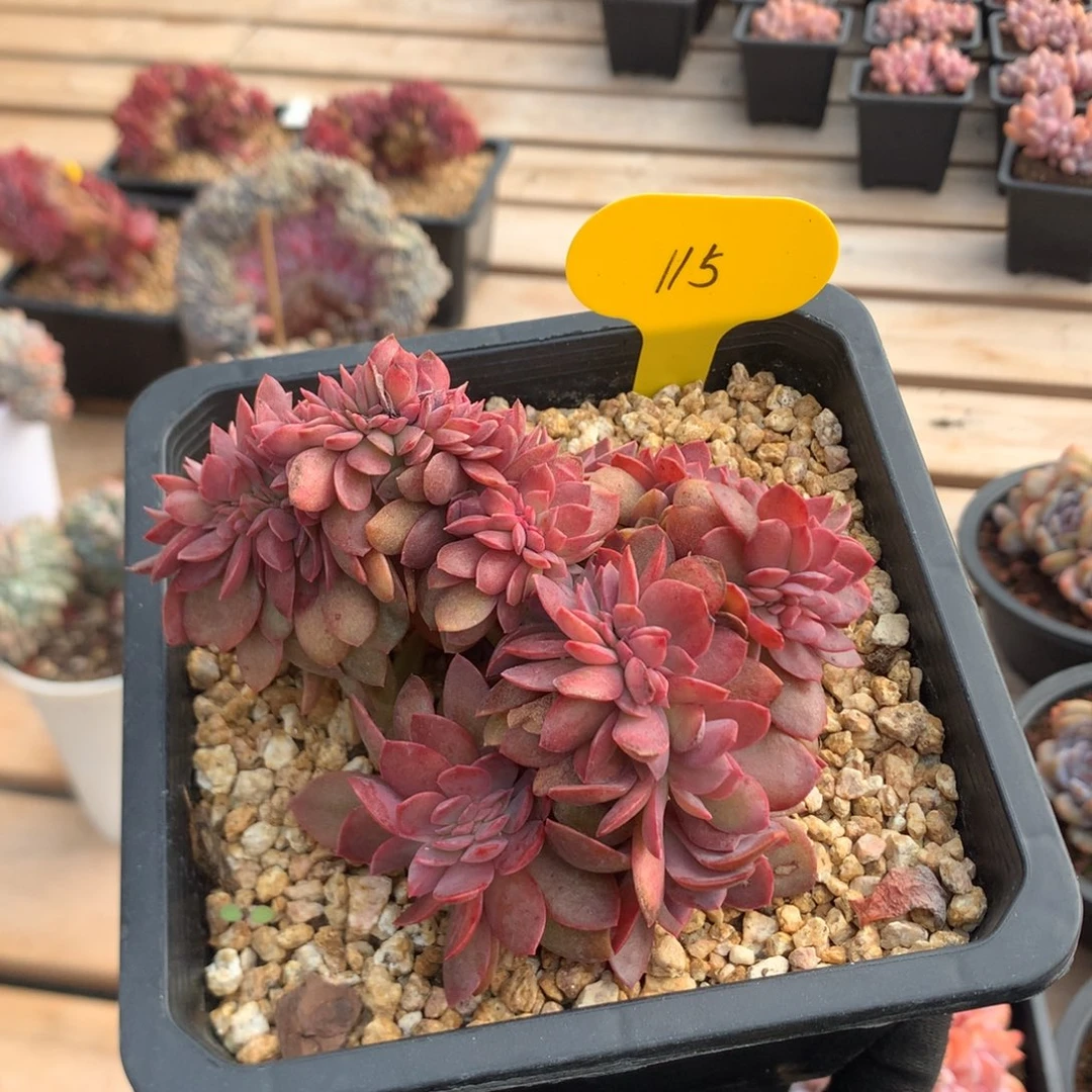 11厘米花筏缀 115