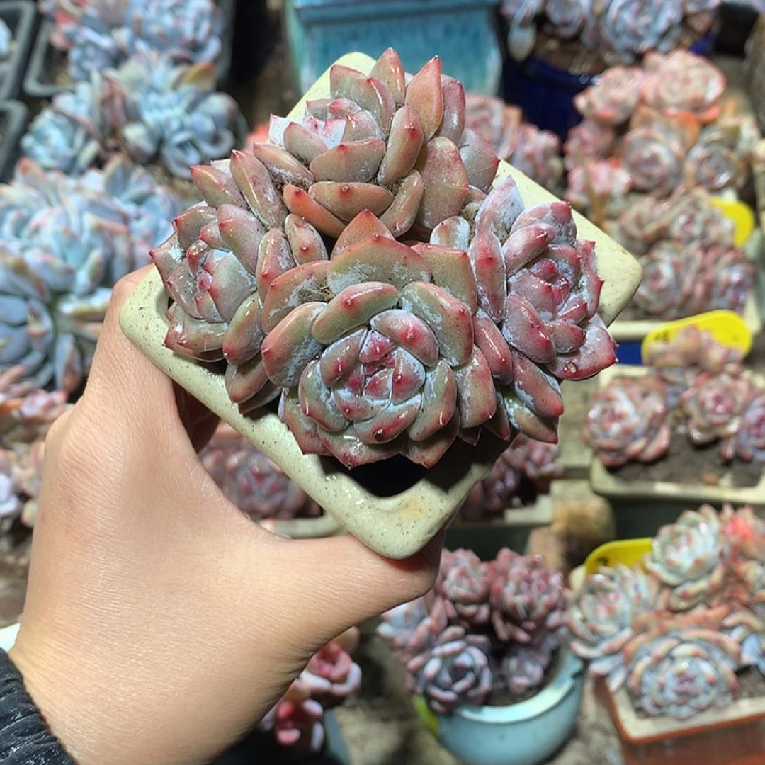 星影多肉植物哈哈20